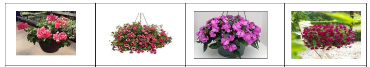 Plants-available-mothers-day-plant-sale.png